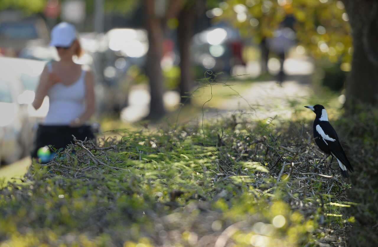 A magpie bird sitting on a hedge. Australians don bicycle helmets with spikes or caps that have images of eyes on their back to protect from swooping magpies.