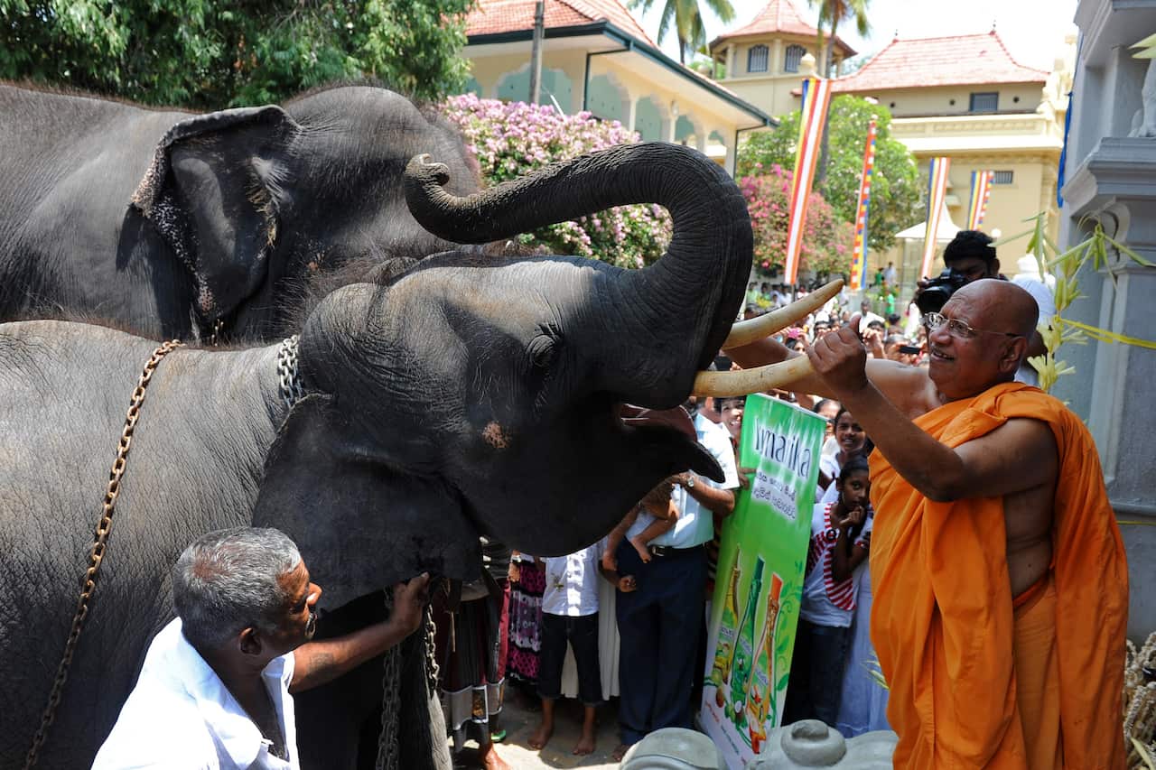 A Sri Lankan Buddhist monk anoints a temple elephant