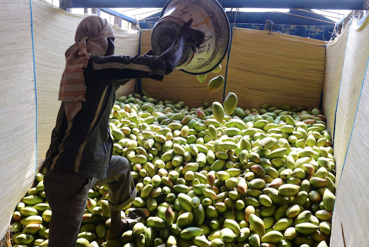Indian mango export