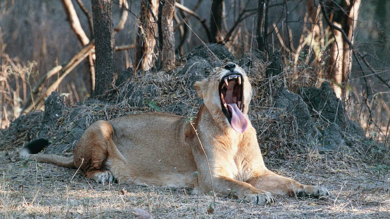 Asiatic lions in India