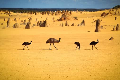 Emus in Nambung National Park