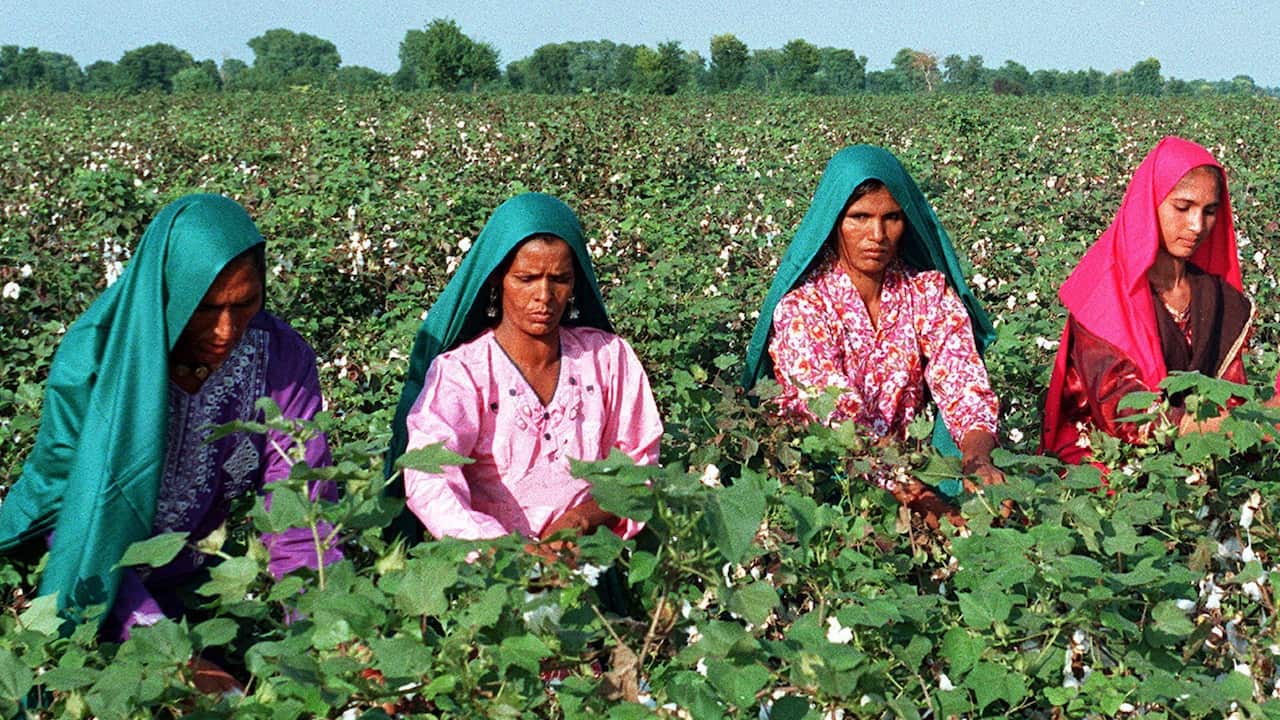 Village women pick cotton balls from a cotton field in the Pakistani city of Multan in central Punjab province