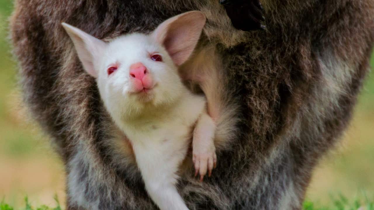 Albinism occurs among animals too