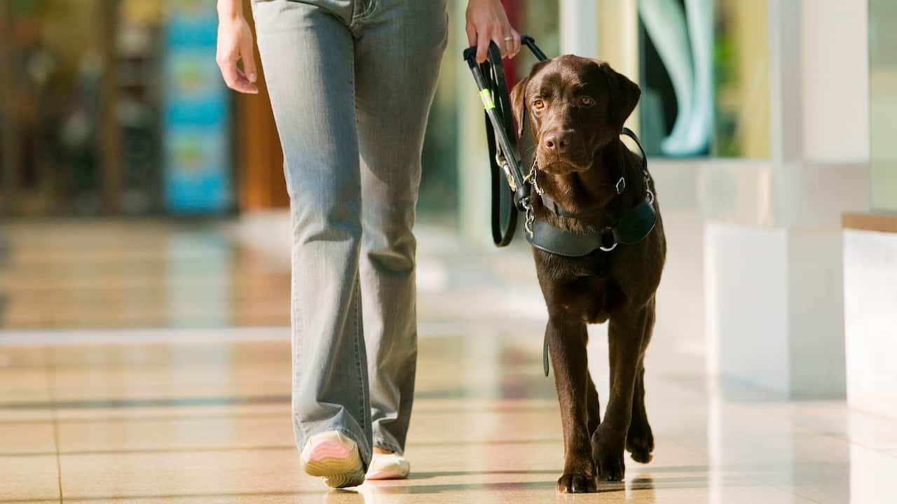 Guide Dog