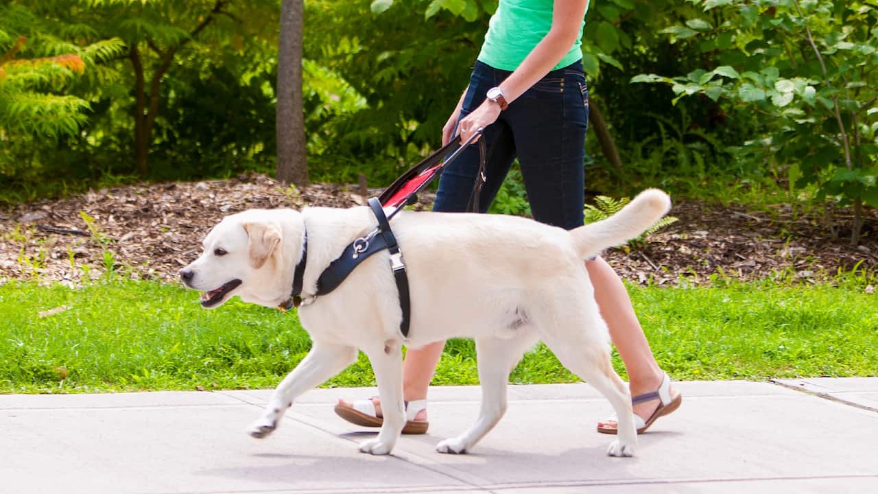 Guide Dog