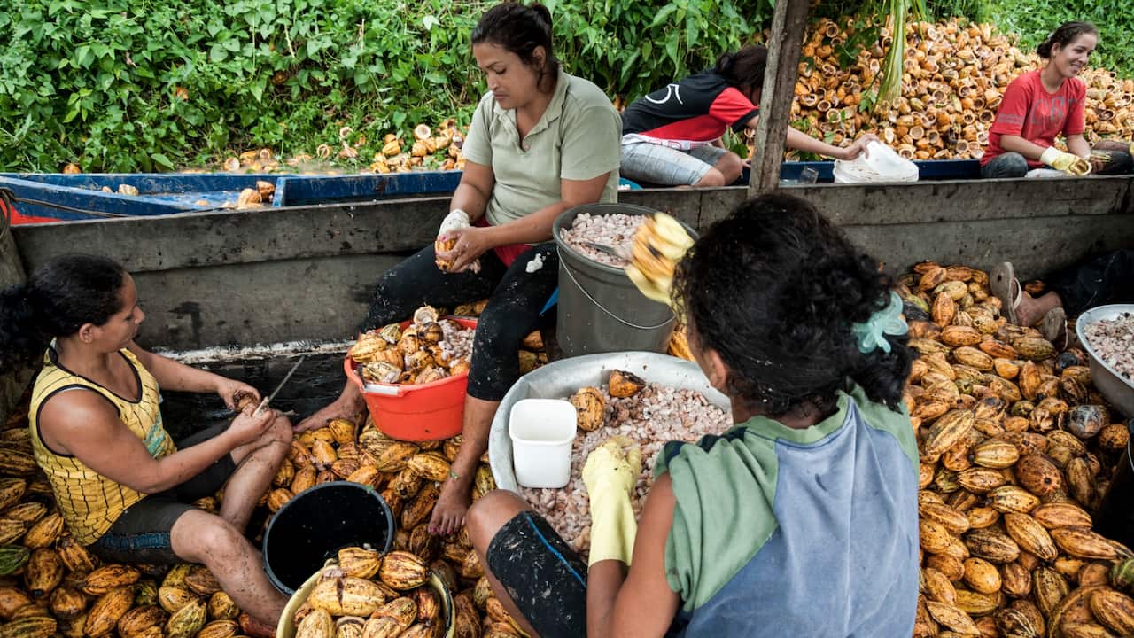 Women work inside a boat extracting the cocoa pulp from the fruits. Boca do Acre, Amazonia, Brazil, April 8th 2011