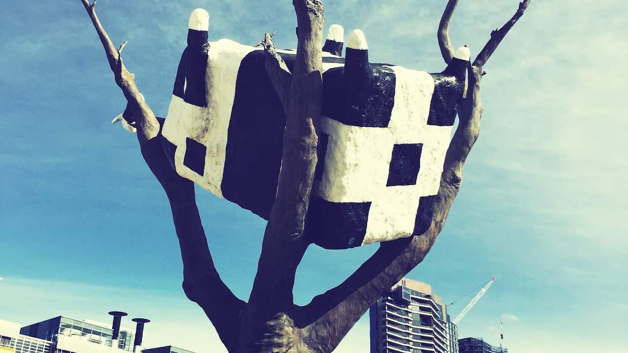 cow up a tree, docklands