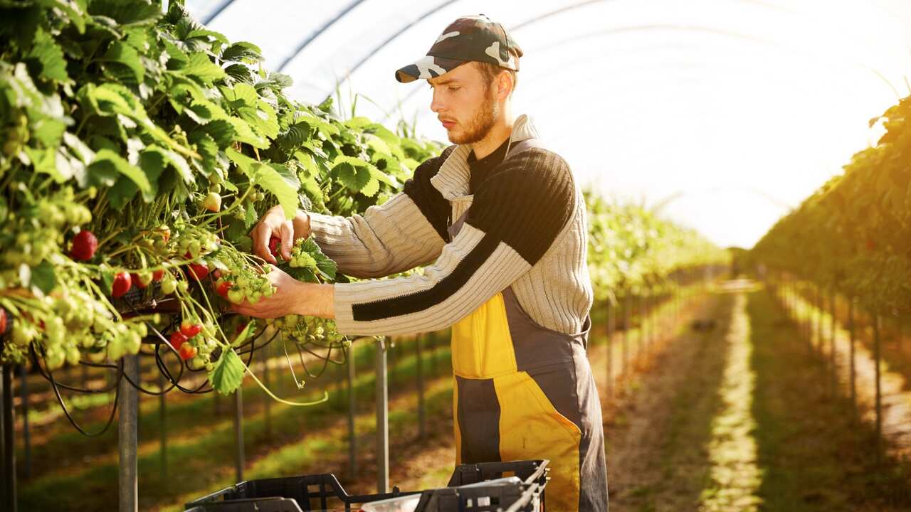 Working Holiday Maker