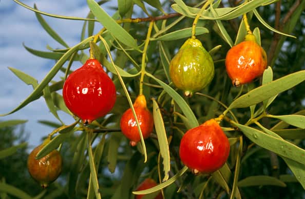 Desert quandong, Santalum acuminatum