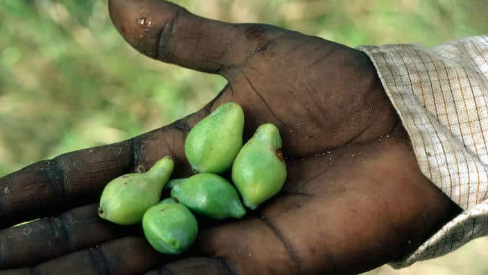 Kakadu or Billy goat plum, Terminalia ferdinandiana