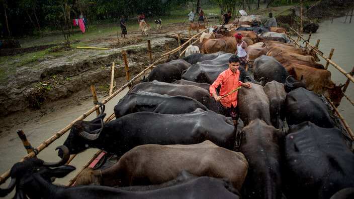 Cattle Smuggling: Illegal And Highly Profitable Trade Between India And Bangladesh
