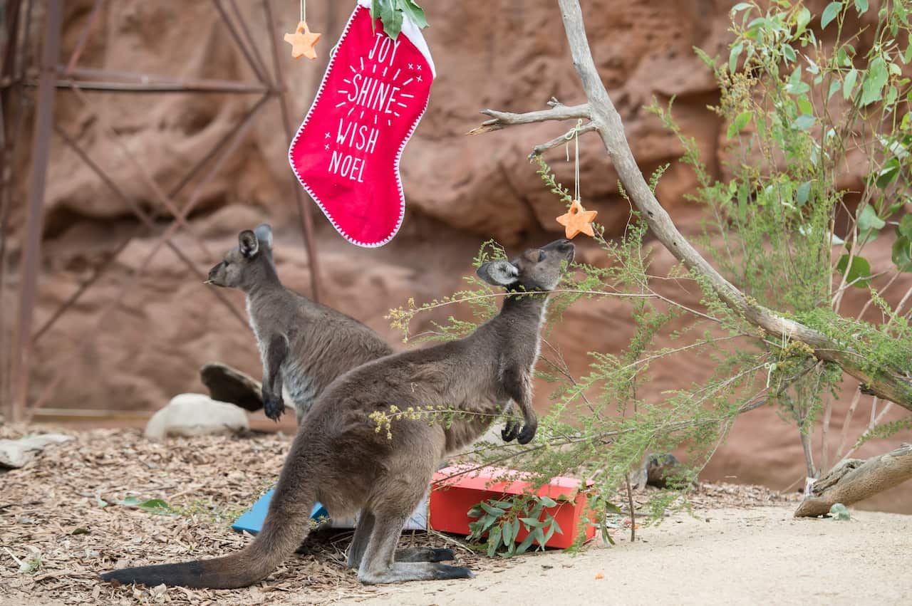Native Australian Animals Enjoy Christmas Treats