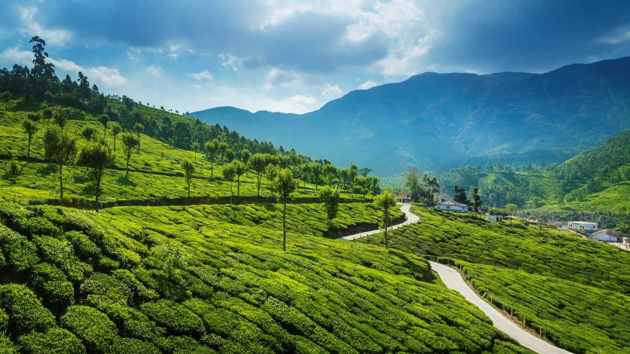 Lush Green Kerala