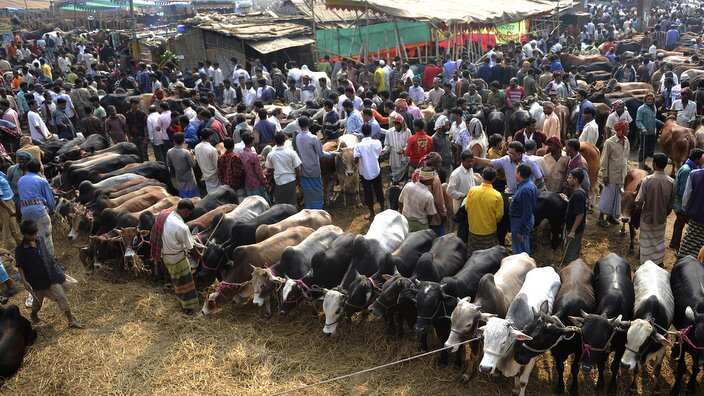 Bangladeshis gather at the Gabtoli cattle Market
