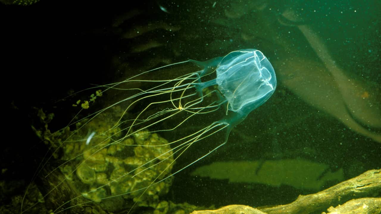 gettyimages-_box_jellyfish.jpg