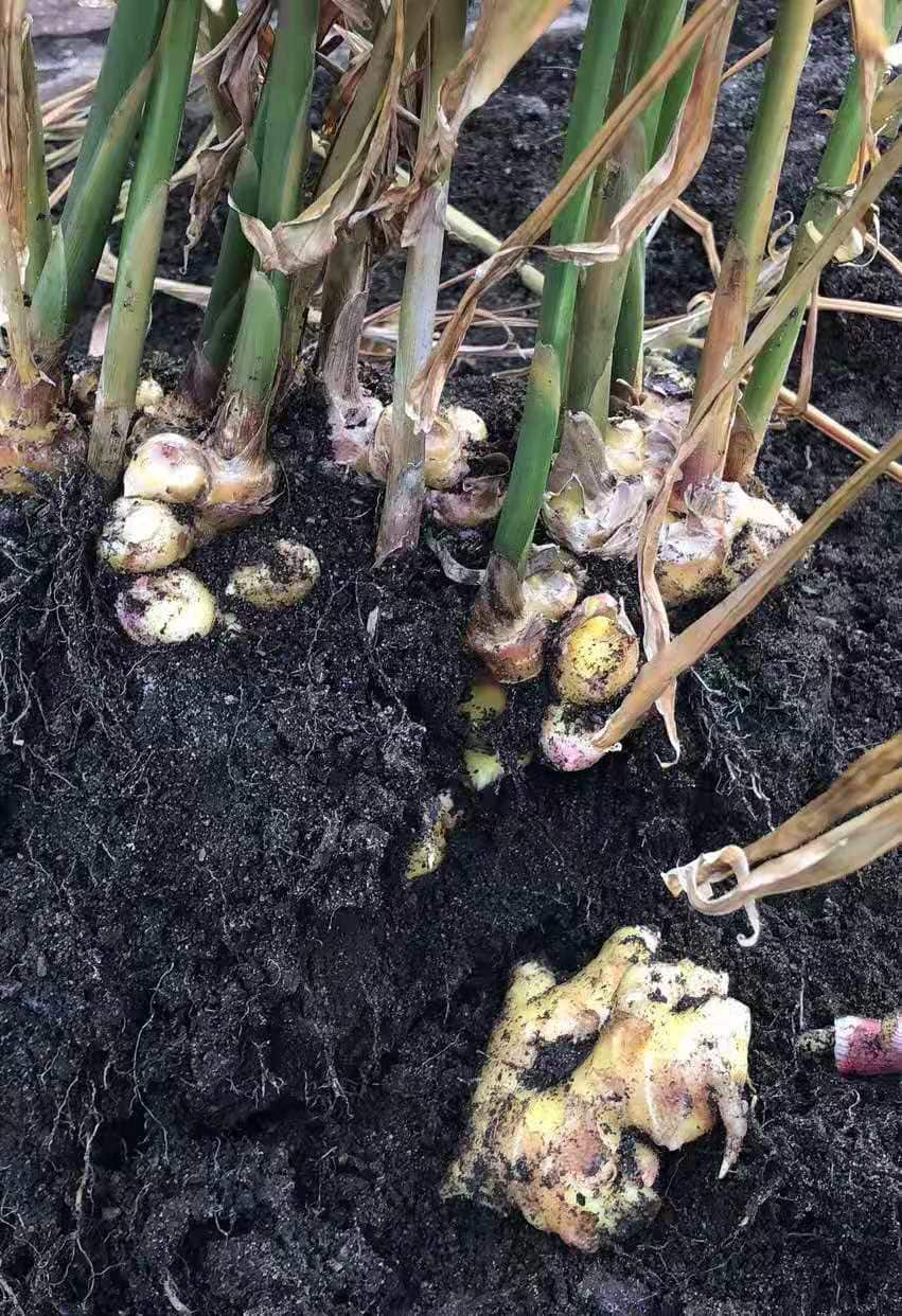 种生姜后挖开的样子