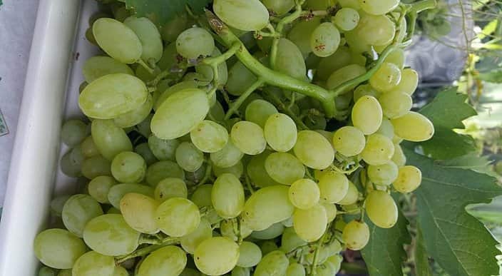 Grapes
