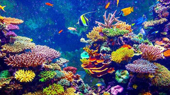 Great Barrier Reef 