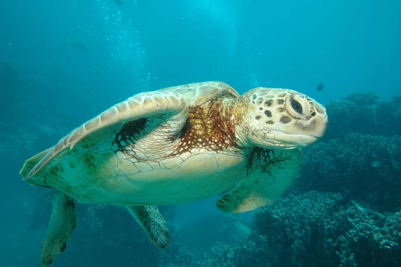 Turtle at Great barrier reef, Queensland