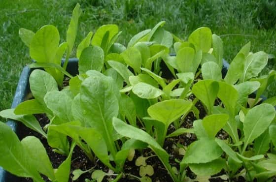 growing-mustard-greens