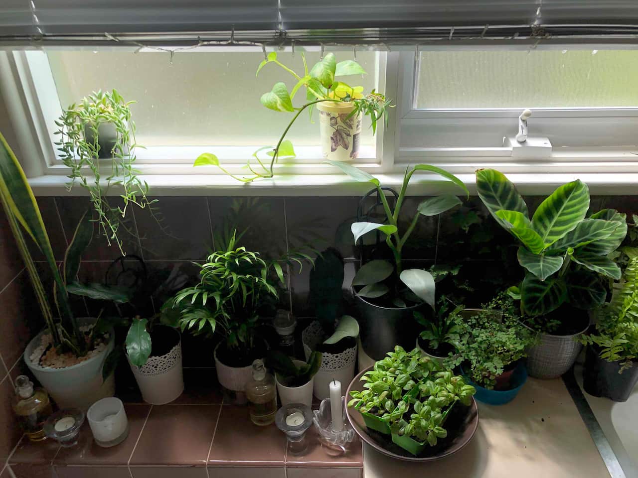 Growing plants and herbs in the bathroom