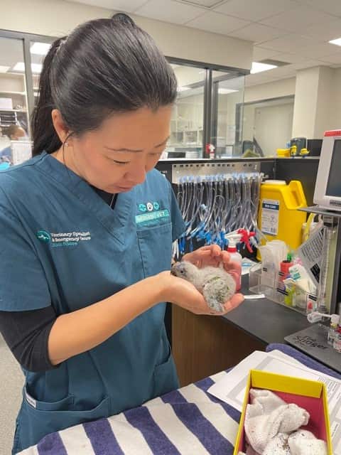 Japanese Vet Hana Ogawa