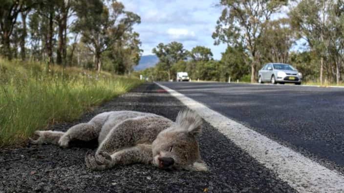 Koala muerto en la carretera