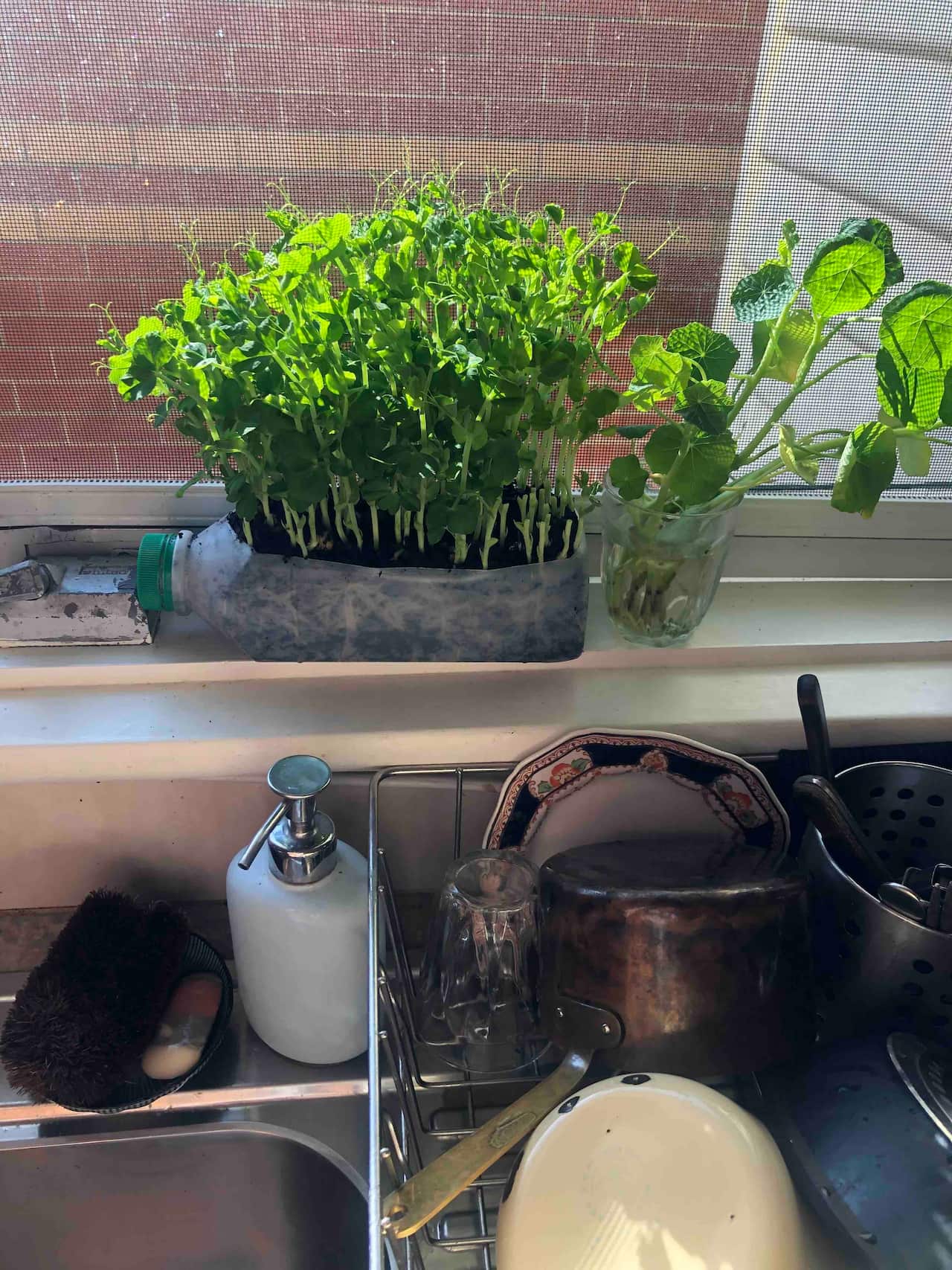 Herbs in a milk container
