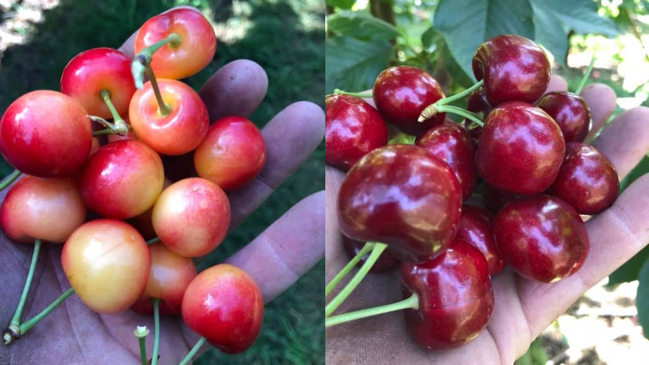 Types of cherries