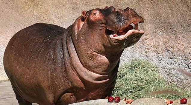 Some parents managed to name their babies 'Hippo'