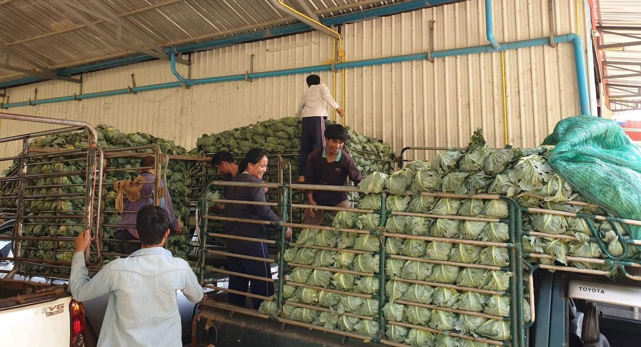 Hmong free cabbage give away