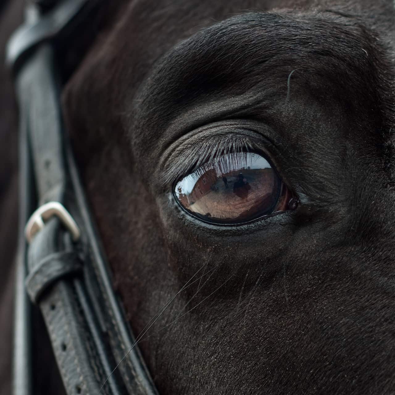 Horse eyes