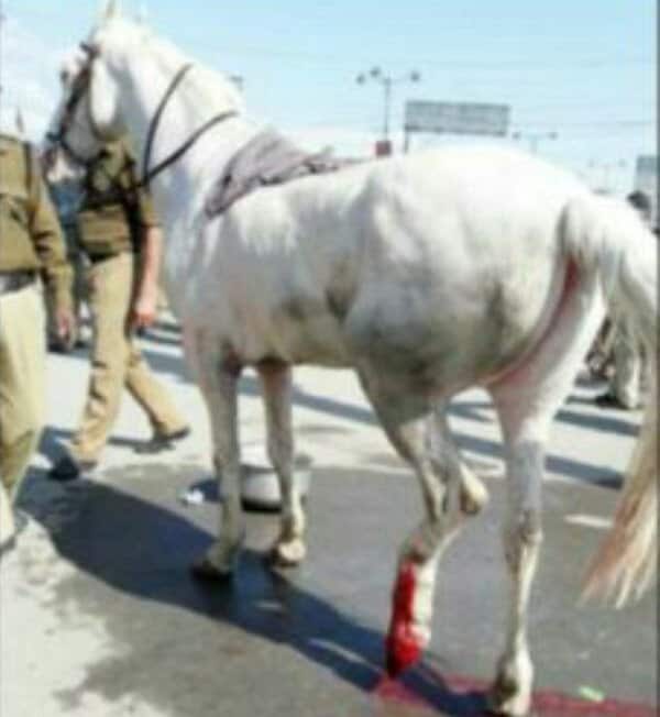 Horse BJP MLA