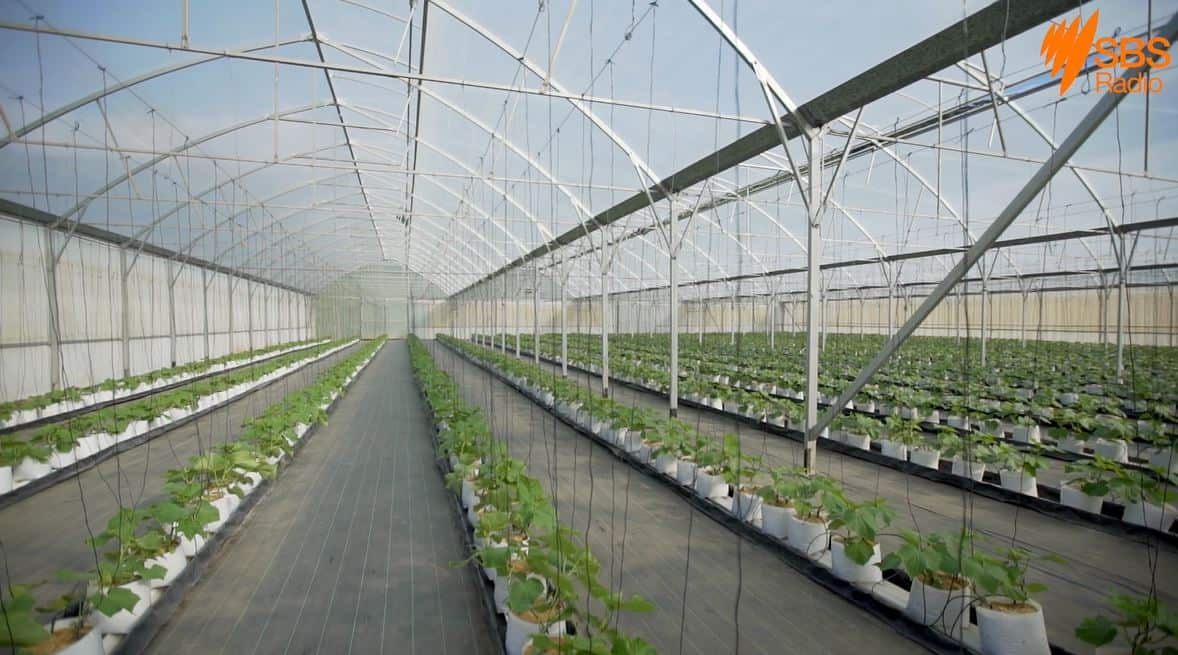 Greenhouse vegetable production