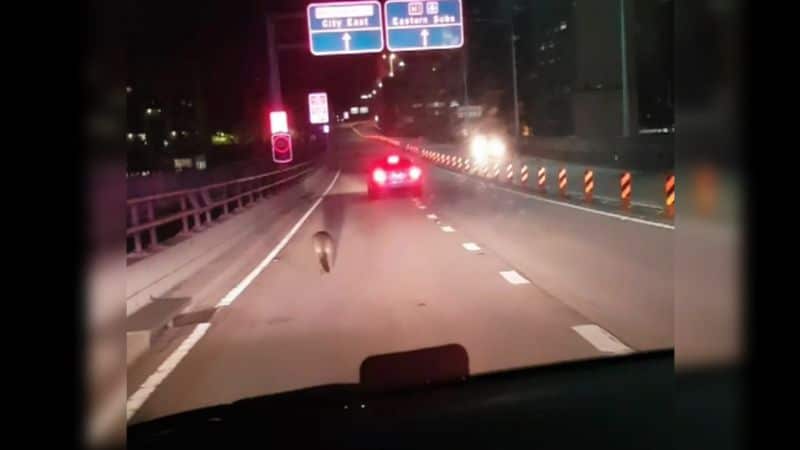 A wallaby was spotted on Sydney Harbour Bridge. 9 News (NSW Police)