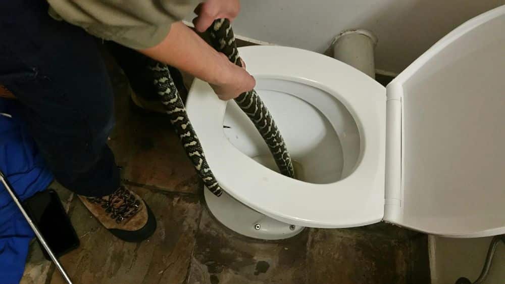 A Queensland retiree has been given the shock of her life after being bitten on the behind by a 1.6-metre python.