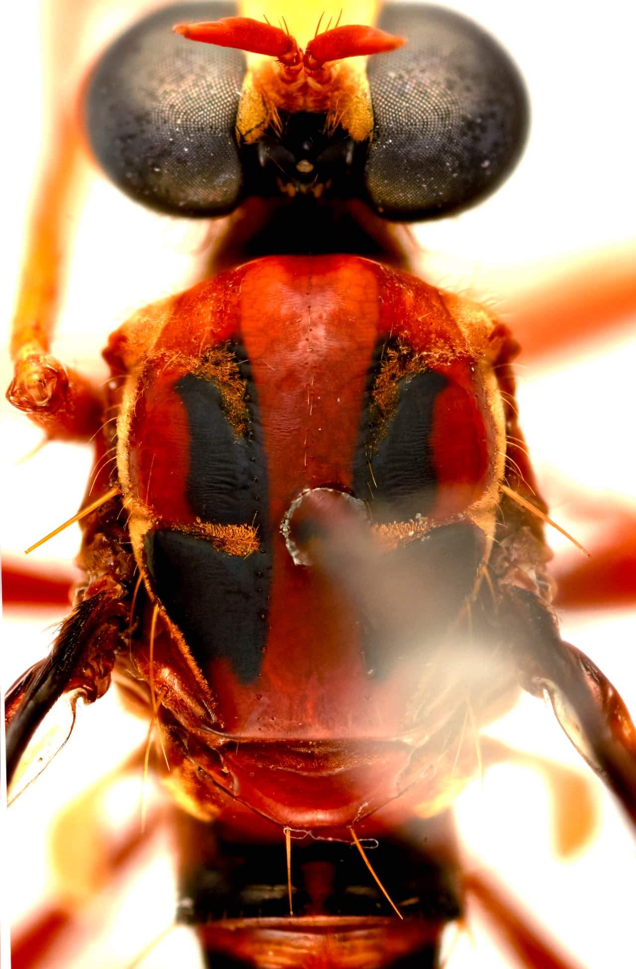 「死侍」蒼蠅（Humorolethalis sergius）