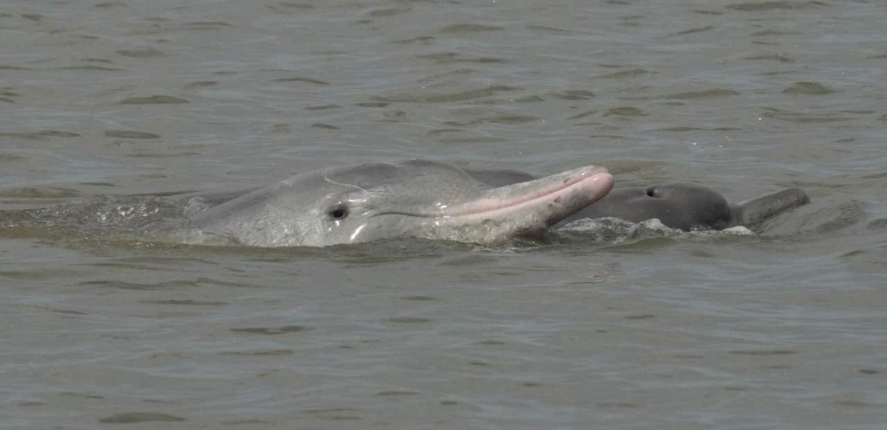 a Humpback dolphin and calf in Darwin Harbour.
