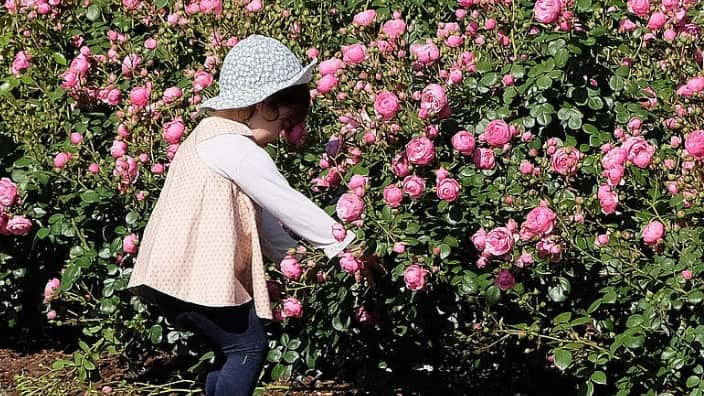 Victoria Rose Garden