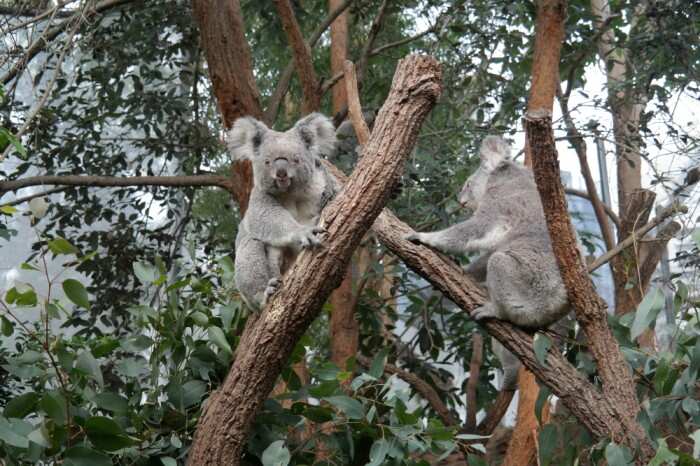 Les koalas sont en danger