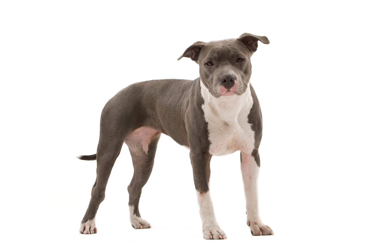 Dog - American Staffordshire Terrier
