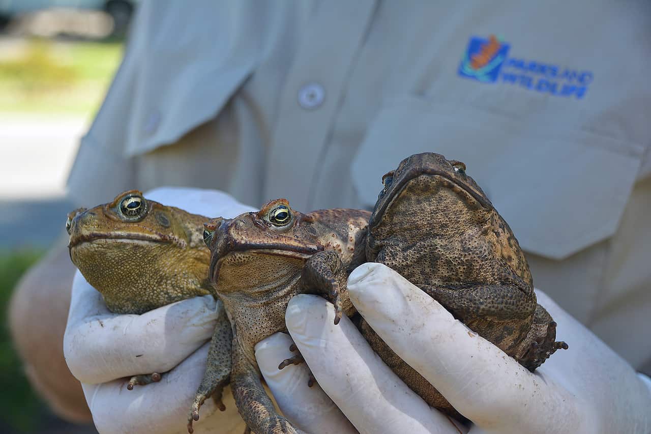 Cane toads found outside of Queensland
