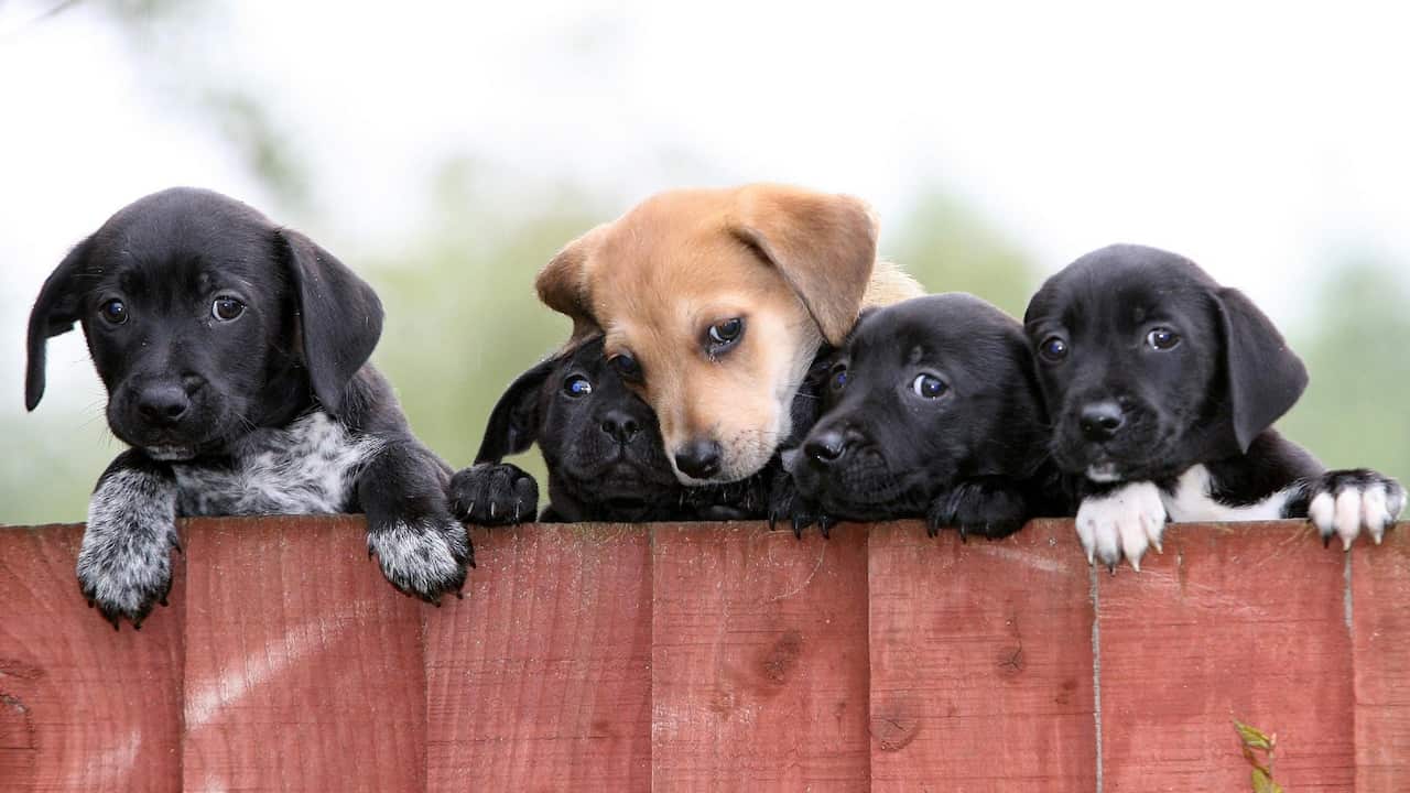 Five of the puppies currently at the Dog's Trust Merseyside Rehoming Centre waiting for new families