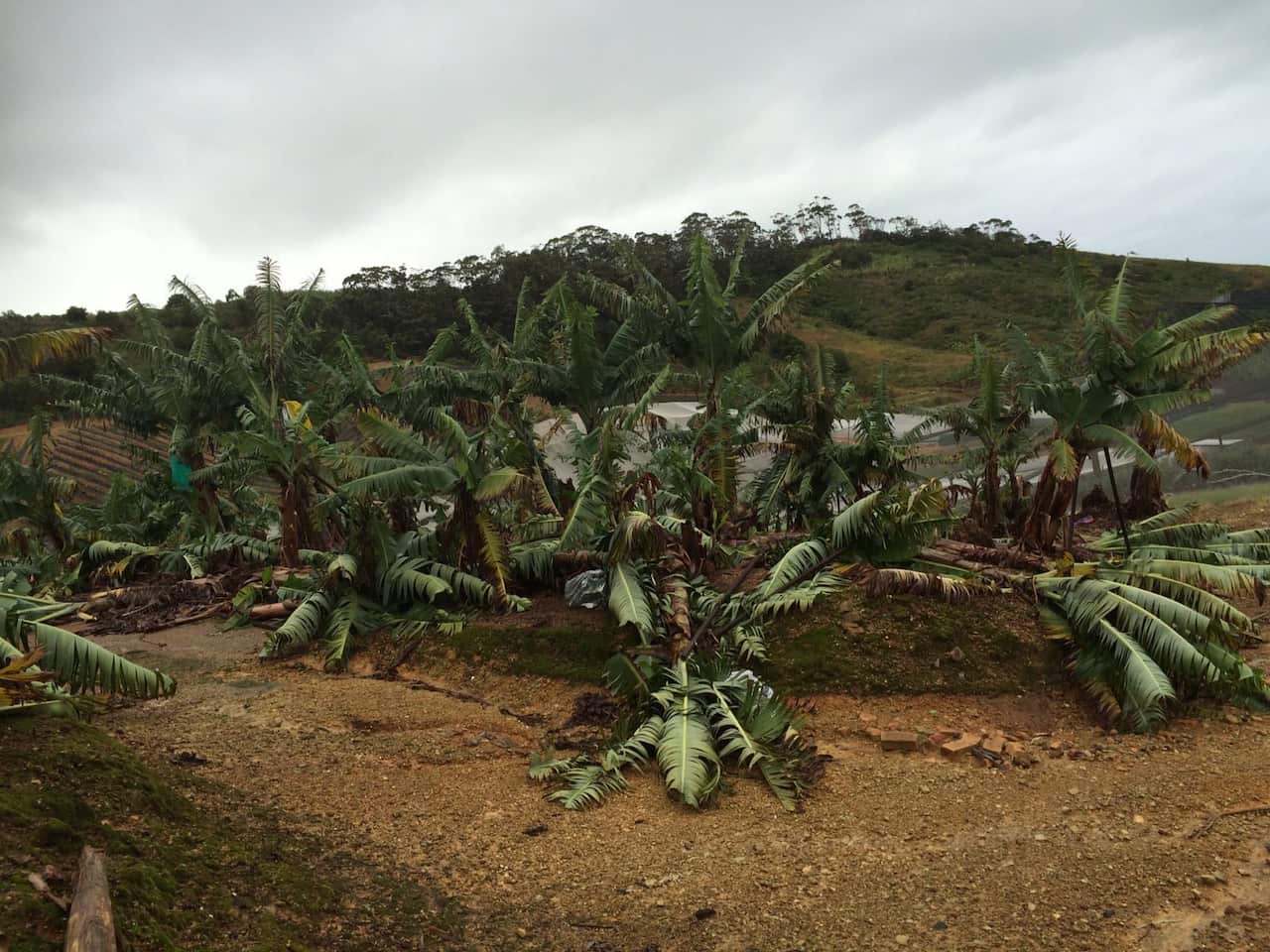 Banana crop damage