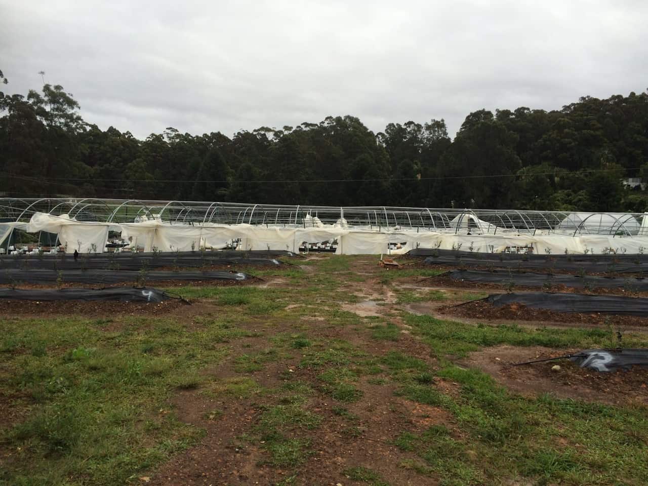 Banana crop damage (Photo Anu Grewal)