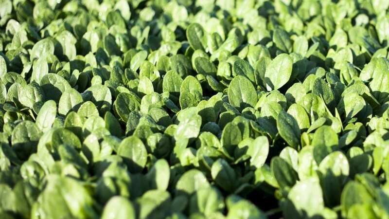 Baby spinach