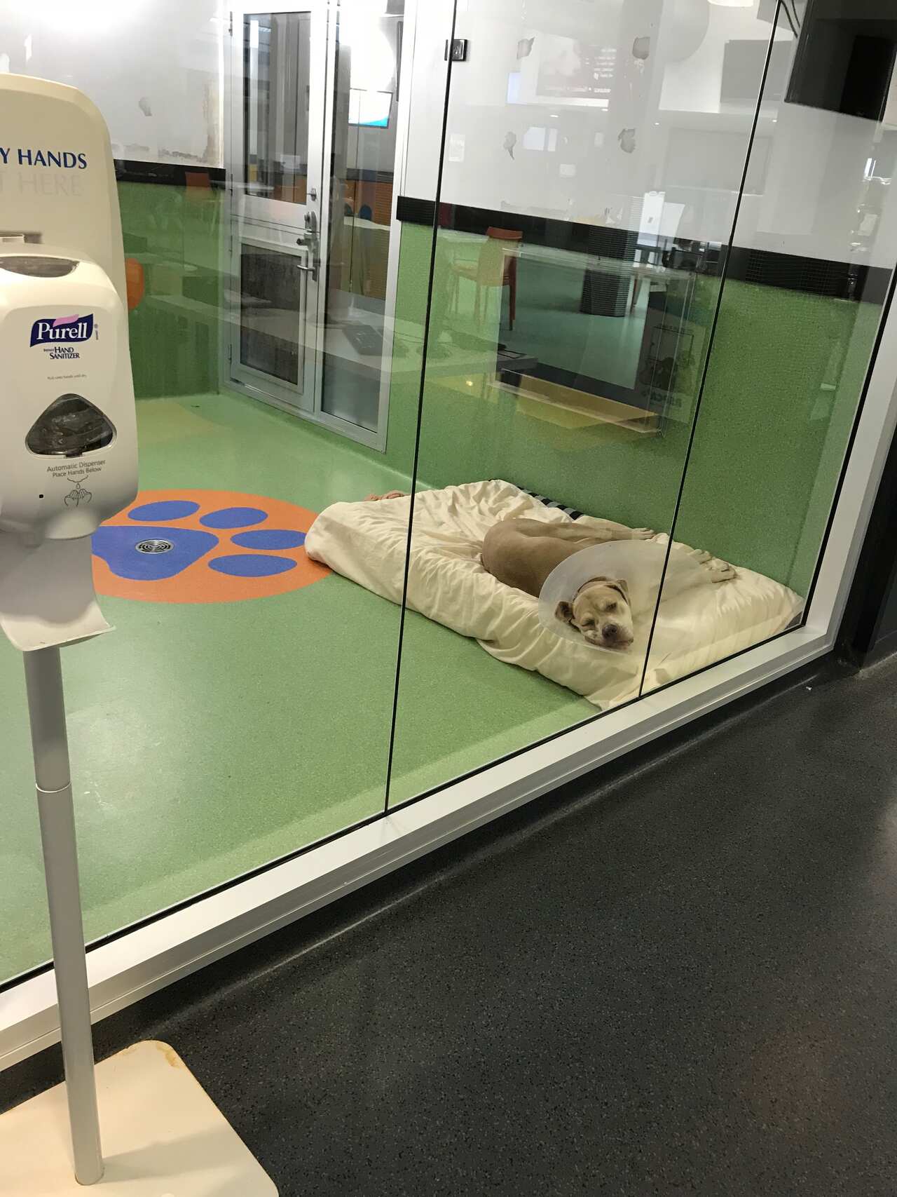 RSPCA Qld