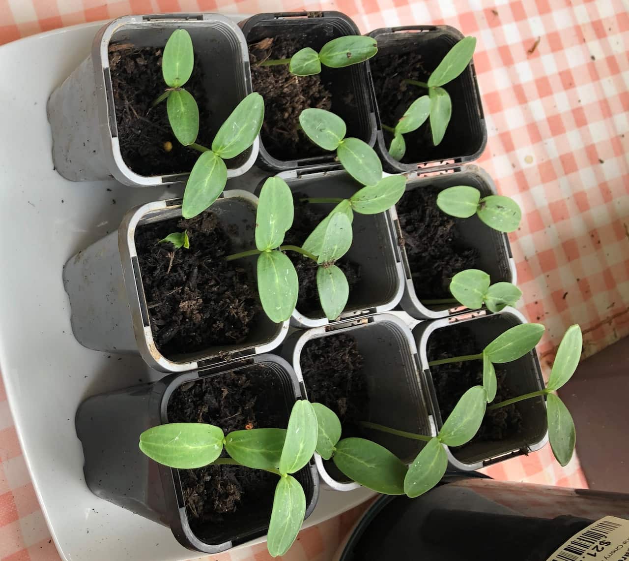 Seedlings
