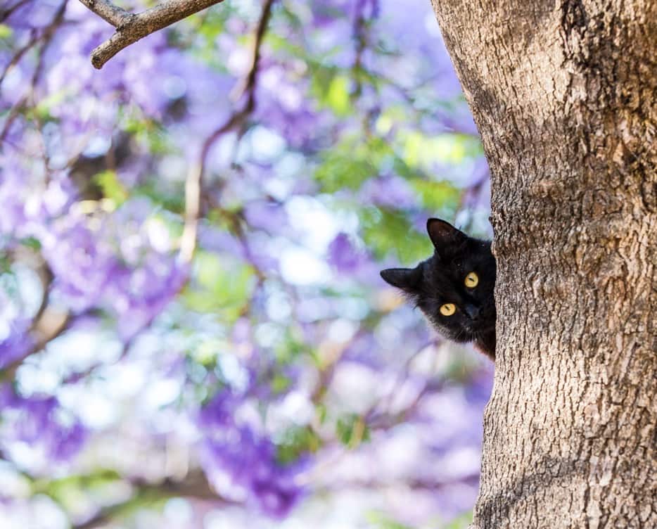 蓝花楹和躲猫猫