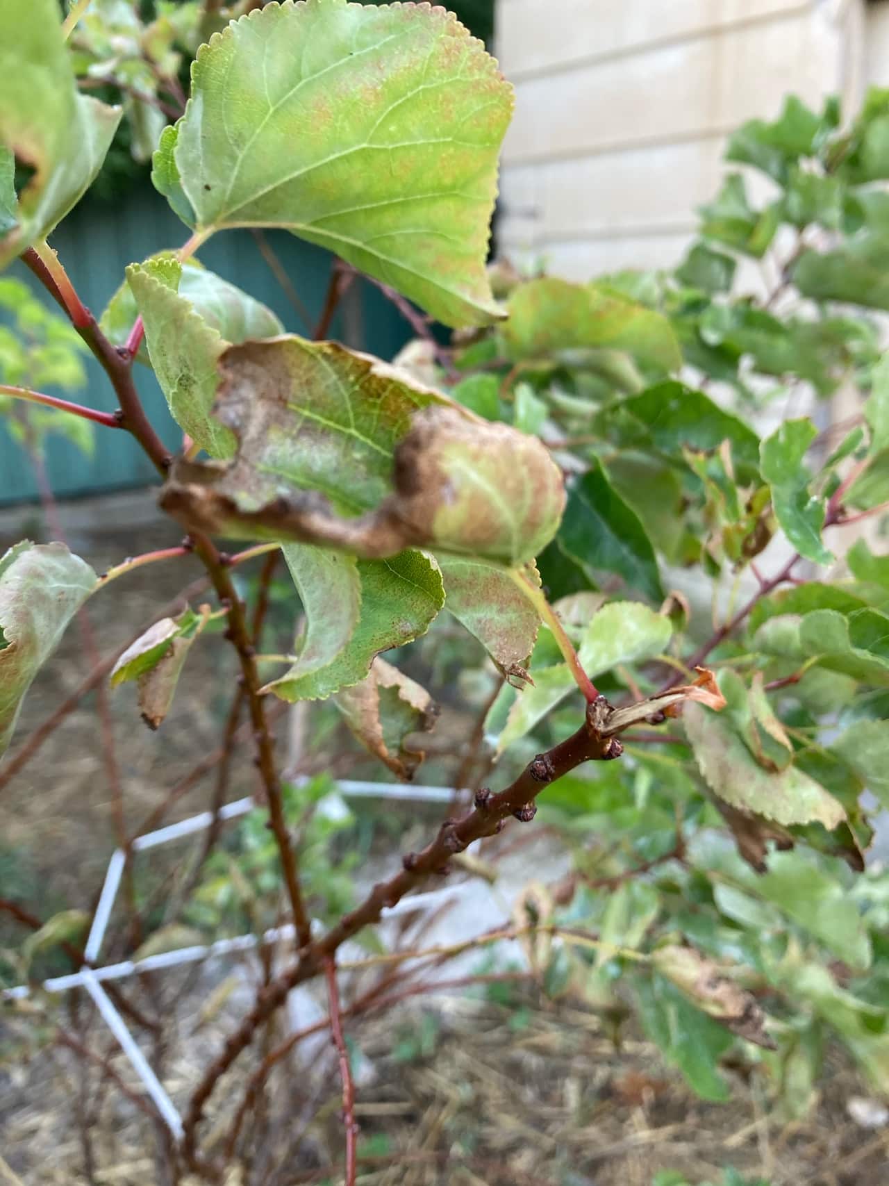 "Come mai le foglie del mio albicocco seccano?"